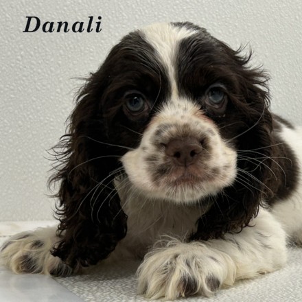 puppy, for, sale, Cocker Spaniel, Joe & Cherri  Overlease, dog, breeder, Miller, MO, dog-breeder, puppy-for-sale, forsale, nearby, find, puppyfind, locator, puppylocator, aca